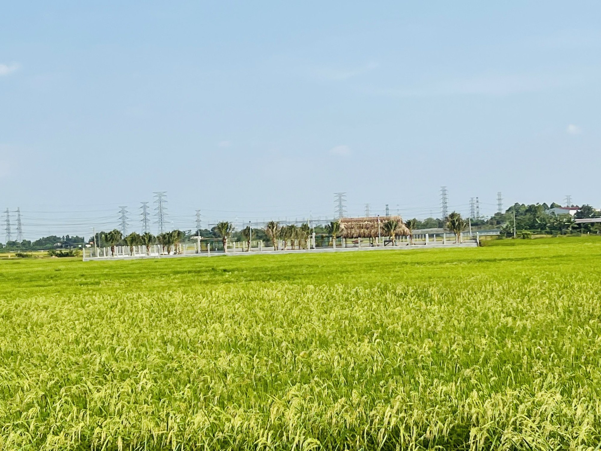 Sở Tài nguyên - Môi trường lý giải vì sao giá đất nông nghiệp thấp   - Ảnh 1.