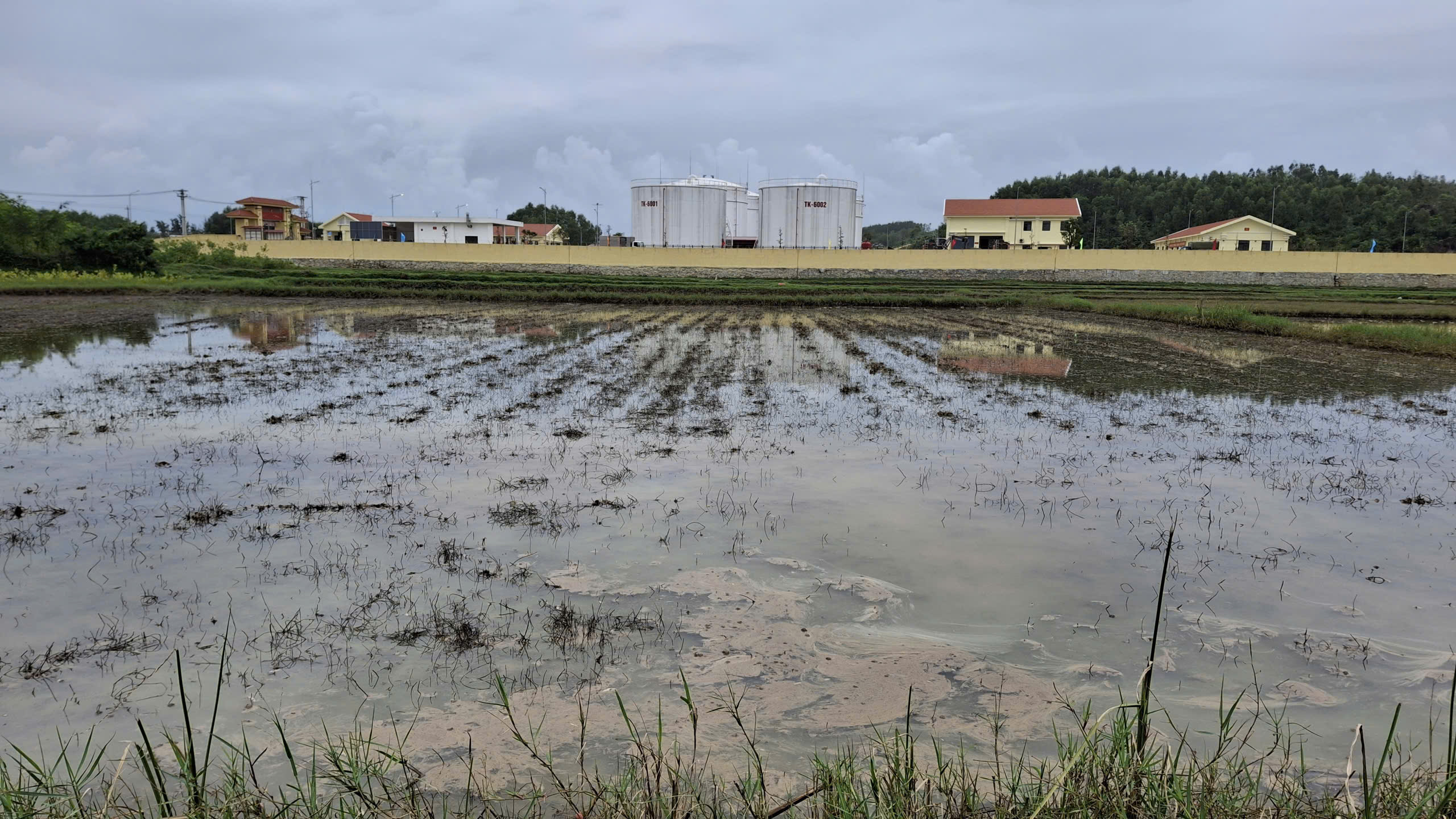 Sự cố tràn dầu tại Dung Quất khiến cá chết hàng loạt 1 tràn dầu - Ảnh 1.