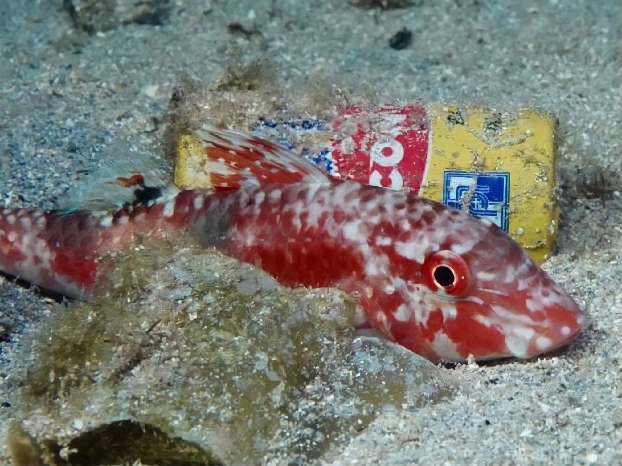 Sự diệu kỳ của lòng nhân ái- Ảnh 1.