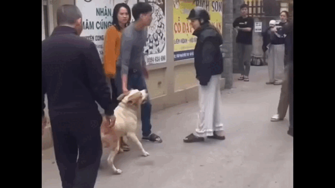 Sử dụng chó dữ để tấn công người khác là hành vi nguy hiểm, có dấu hiệu tội phạm- Ảnh 1.