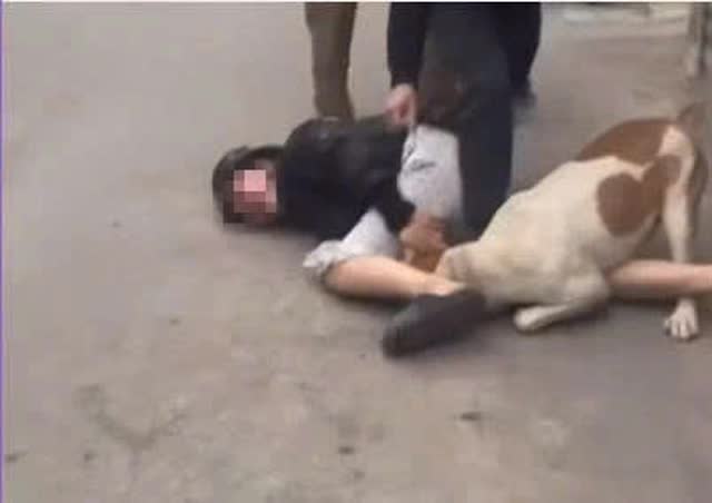 Sử dụng chó dữ để tấn công người khác là hành vi nguy hiểm, có dấu hiệu tội phạm- Ảnh 2.