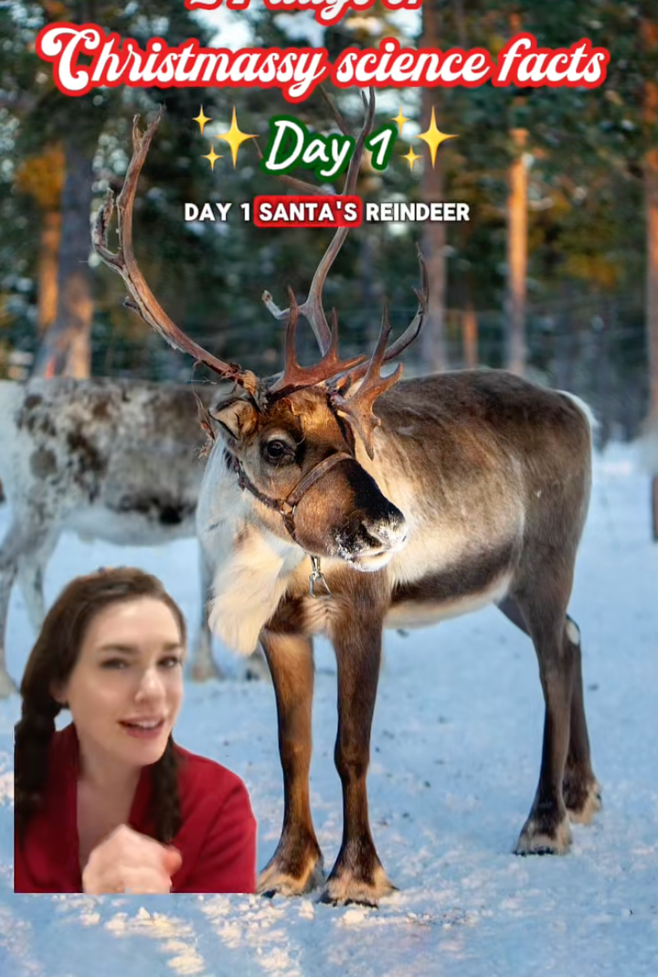 Sự thật ít người biết về giới tính 9 con tuần lộc của ông già Noel- Ảnh 2.