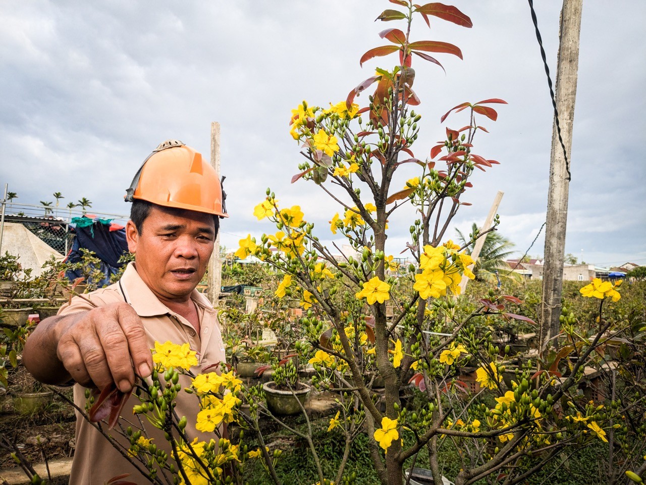 hoa Tết - Ảnh 1.