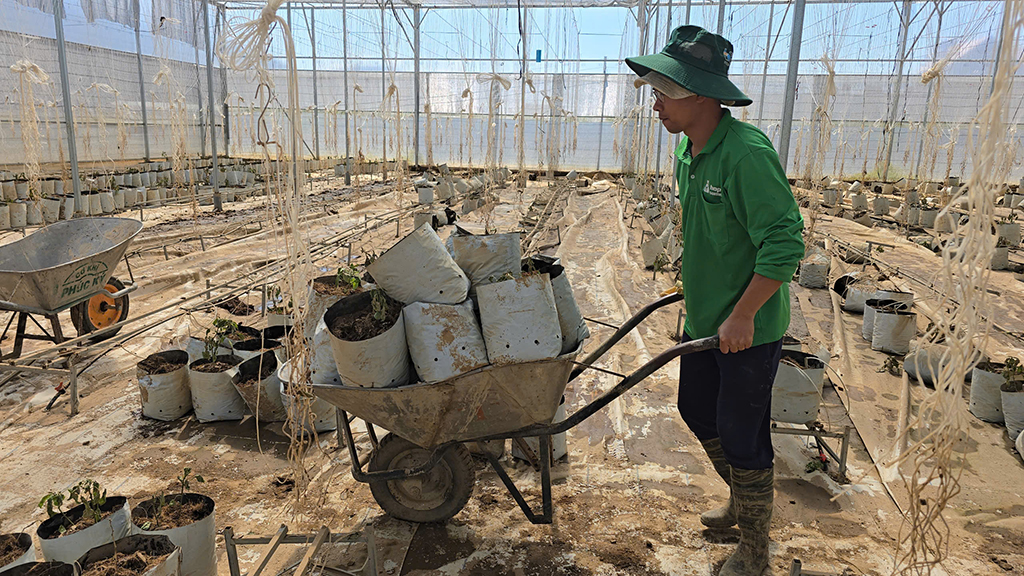 Tan hoang 'thủ phủ' hoa lay ơn 3 'Thủ phủ' hoa lay ơn tết điêu đứng vì mưa lũ - Ảnh 3.