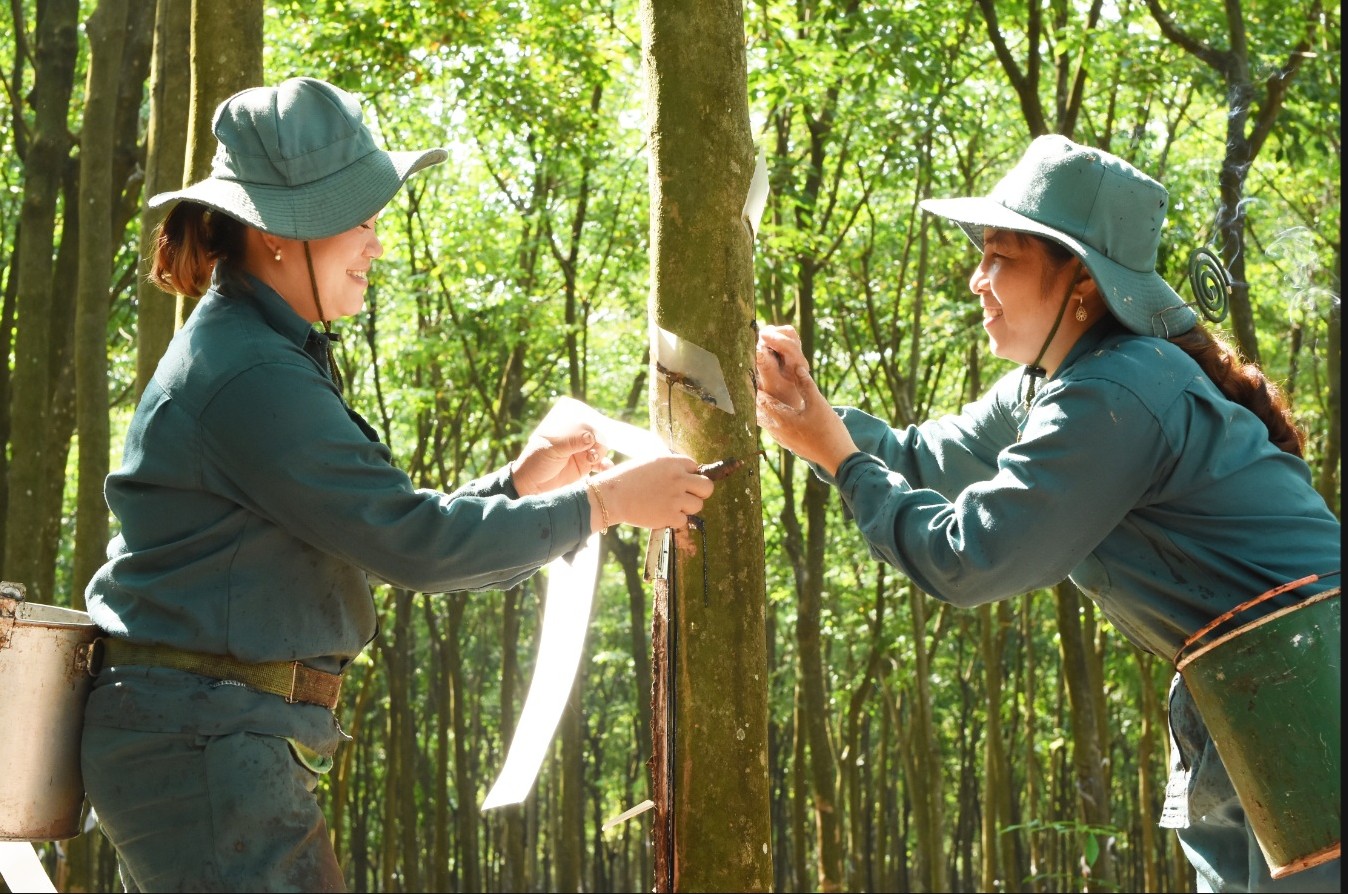 Tập đoàn Công nghiệp cao su Việt Nam (VRG) lãi gần 7.000 tỉ đồng - Ảnh 1.