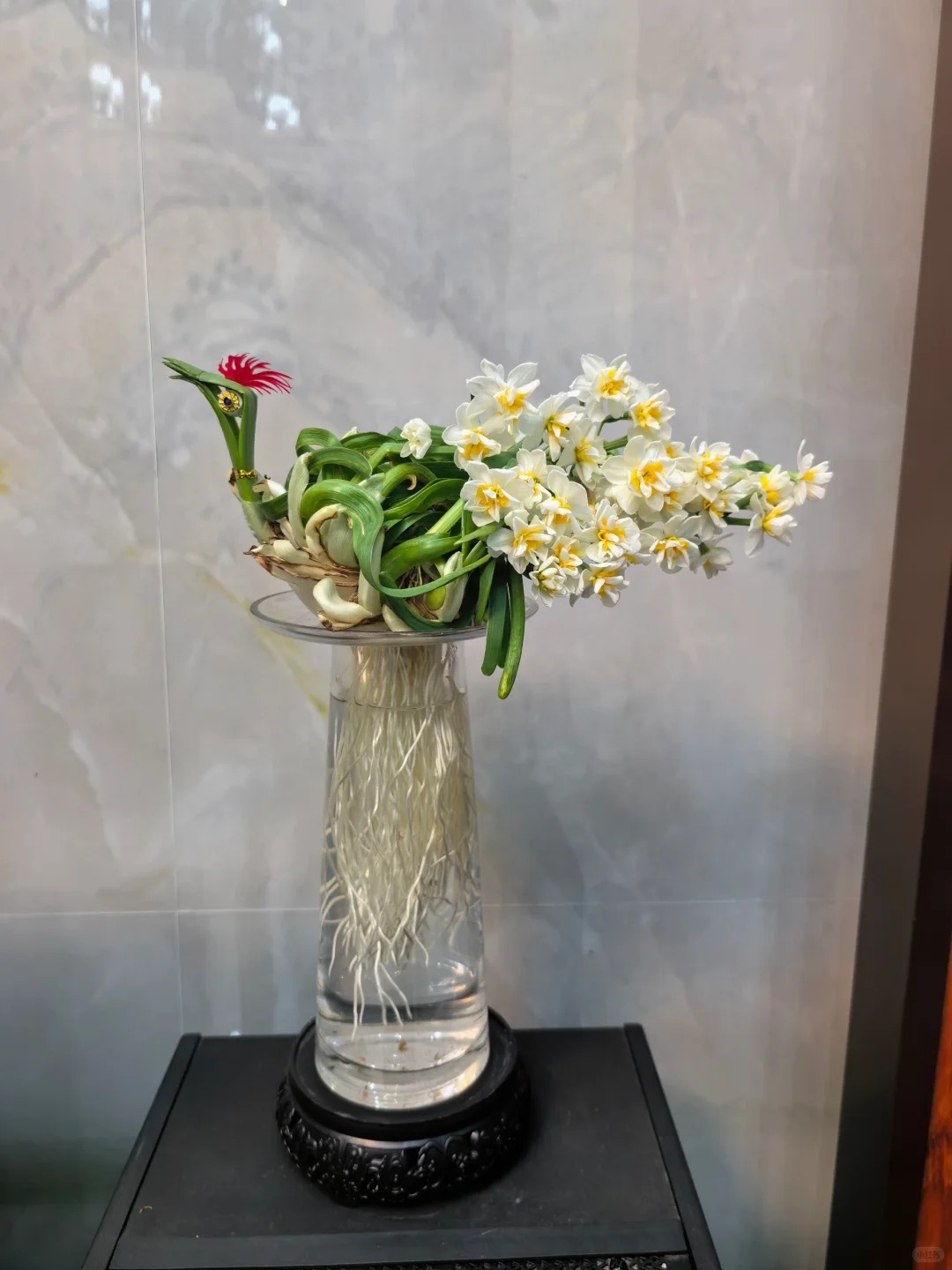 Tết này nhất định phải dưỡng một bát thủy tiên 