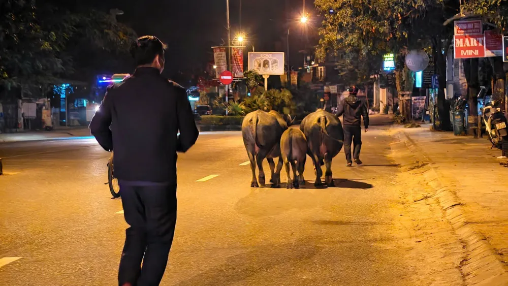 Trâu thả rông đi ngang nhiên ngoài đường từ sáng đến tối. Ảnh: MINH TRƯỜNG. gia súc