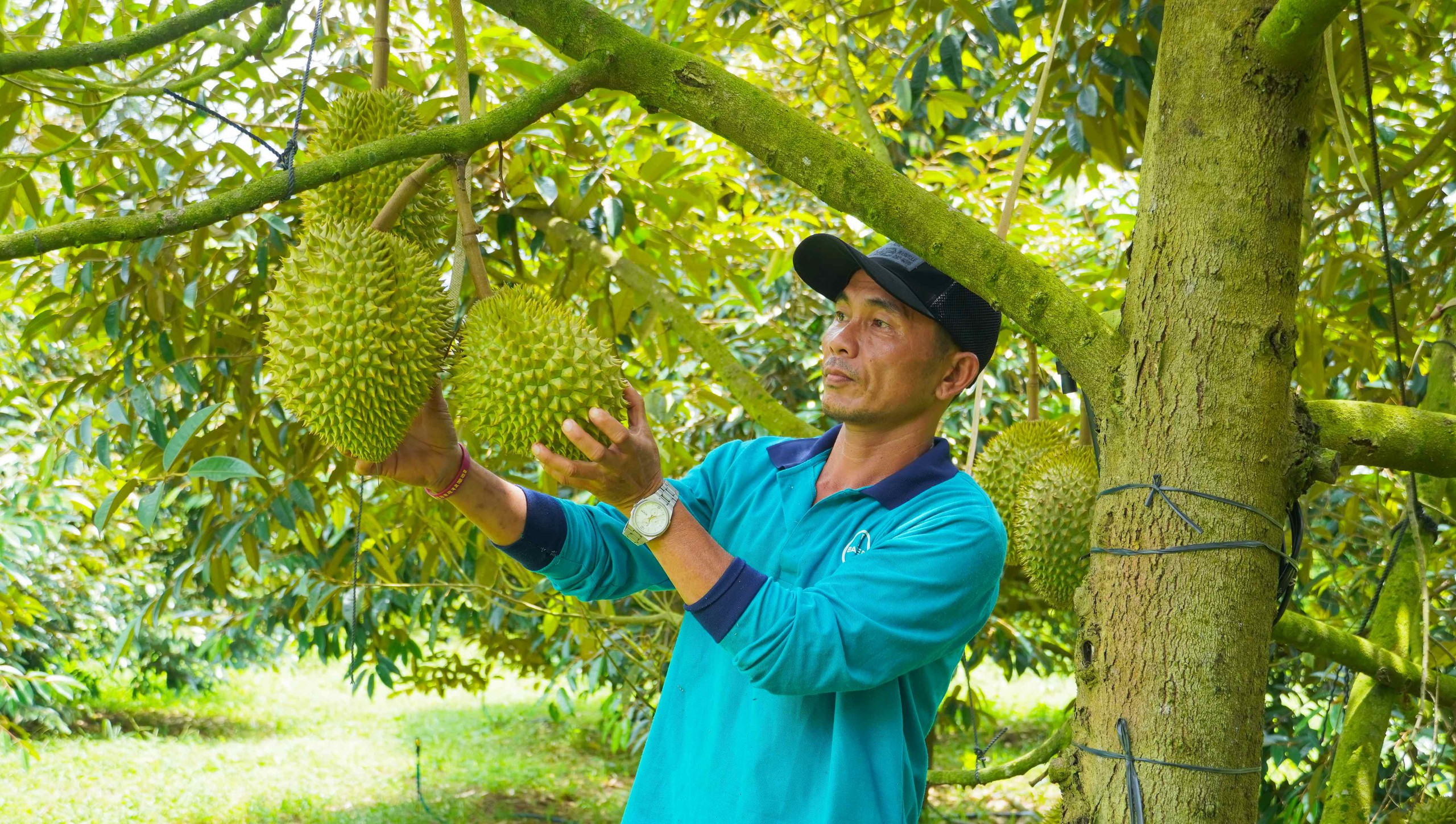 Tháo gỡ điểm nghẽn trong liên kết sản xuất và tiêu thụ nông sản tại TP HCM - Ảnh 1.