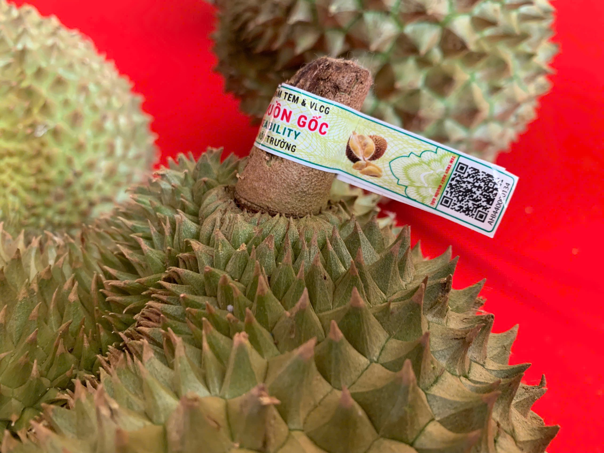 Thí điểm 'căn cước số' truy xuất nguồn gốc trên trái sầu riêng - Ảnh 1.