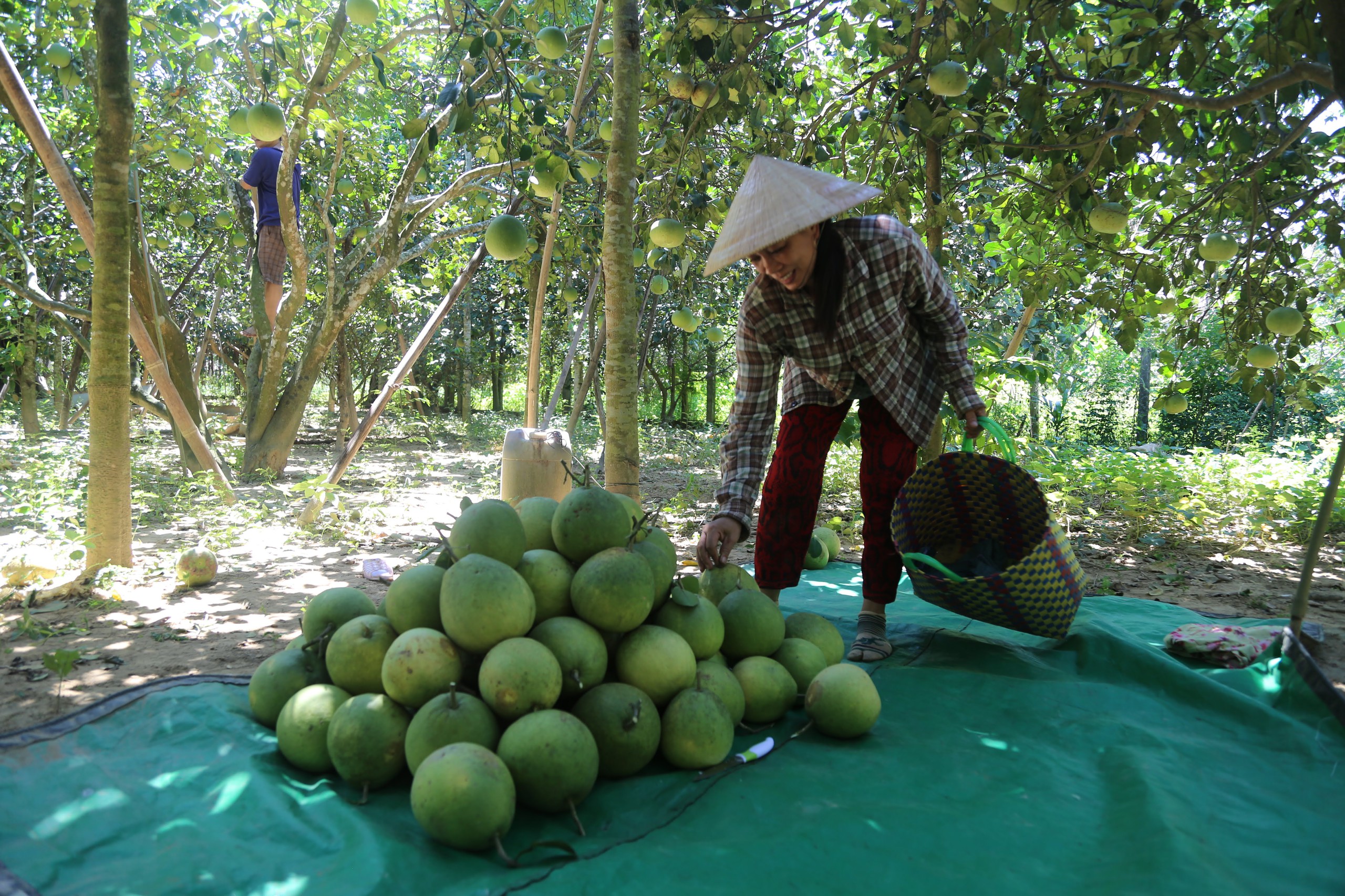 Thoát nghèo nhờ tham gia hợp tác xã 1 Thoát nghèo nhờ tham gia hợp tác xã - Ảnh 1.