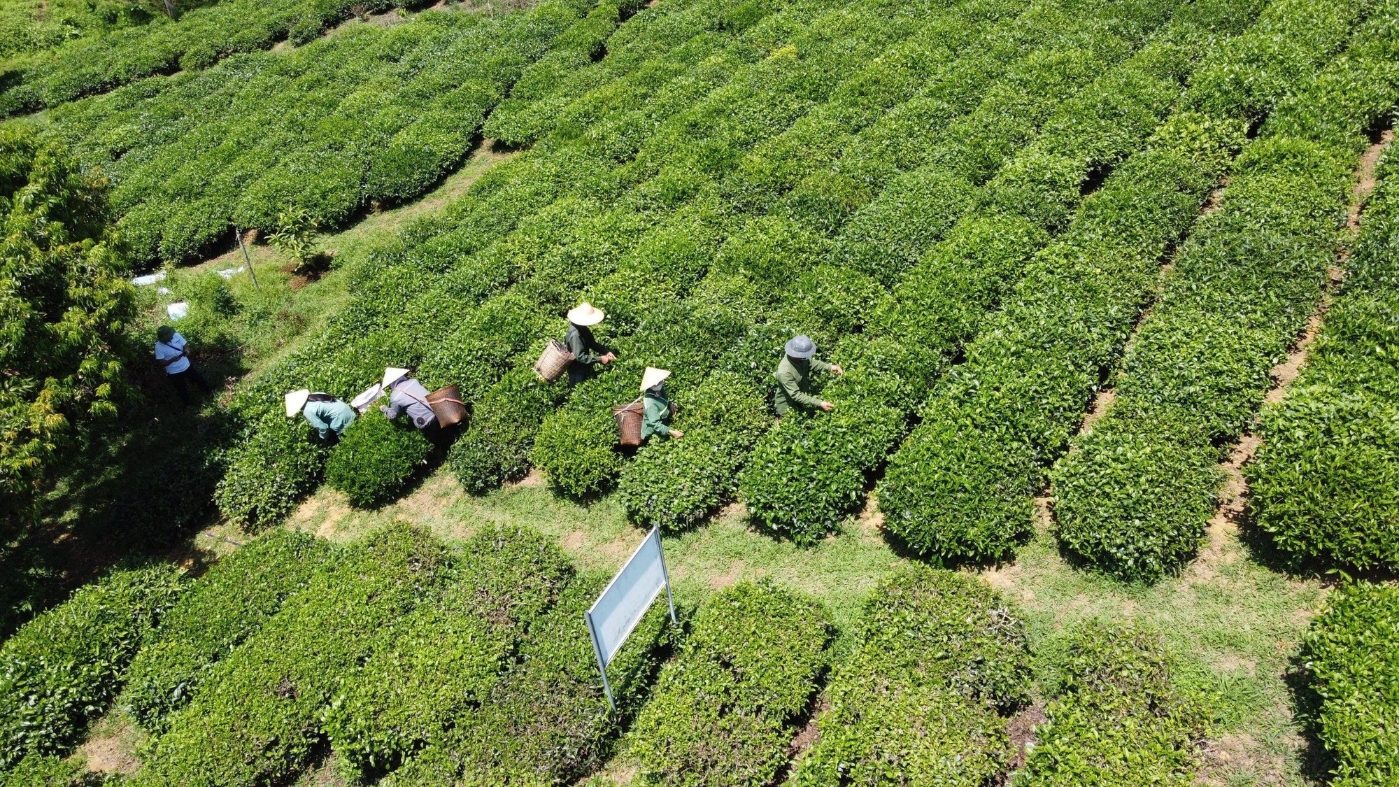 Thông tin mới nhất về 500 container chè mắc kẹt tại Pakistan - Ảnh 1.