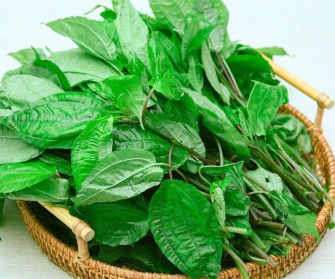 Thứ lá tên đọc "méo cả miệng" xưa mọc đầy rừng không ai hái nay thành đặc sản Lào Cai nhờ mùi thơm lạ hiếm có 1 Thứ lá tên đọc amp;#34;méo cả miệngamp;#34; xưa mọc đầy rừng không ai hái nay thành đặc sản Lào Cai nhờ mùi thơm lạ hiếm có - 1