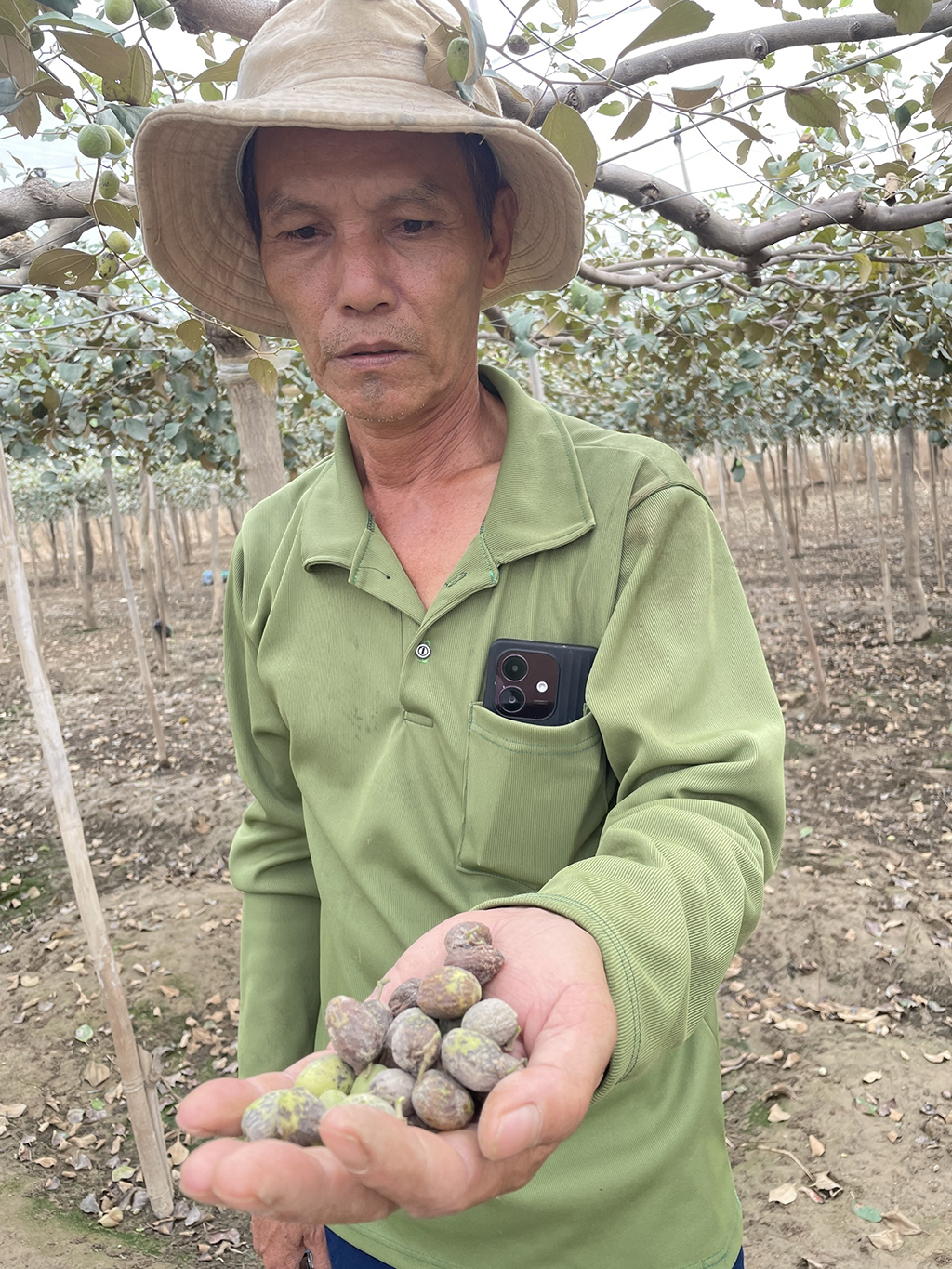 Thủ phủ nho, táo rũ bùn gượng dậy - Ảnh 3.