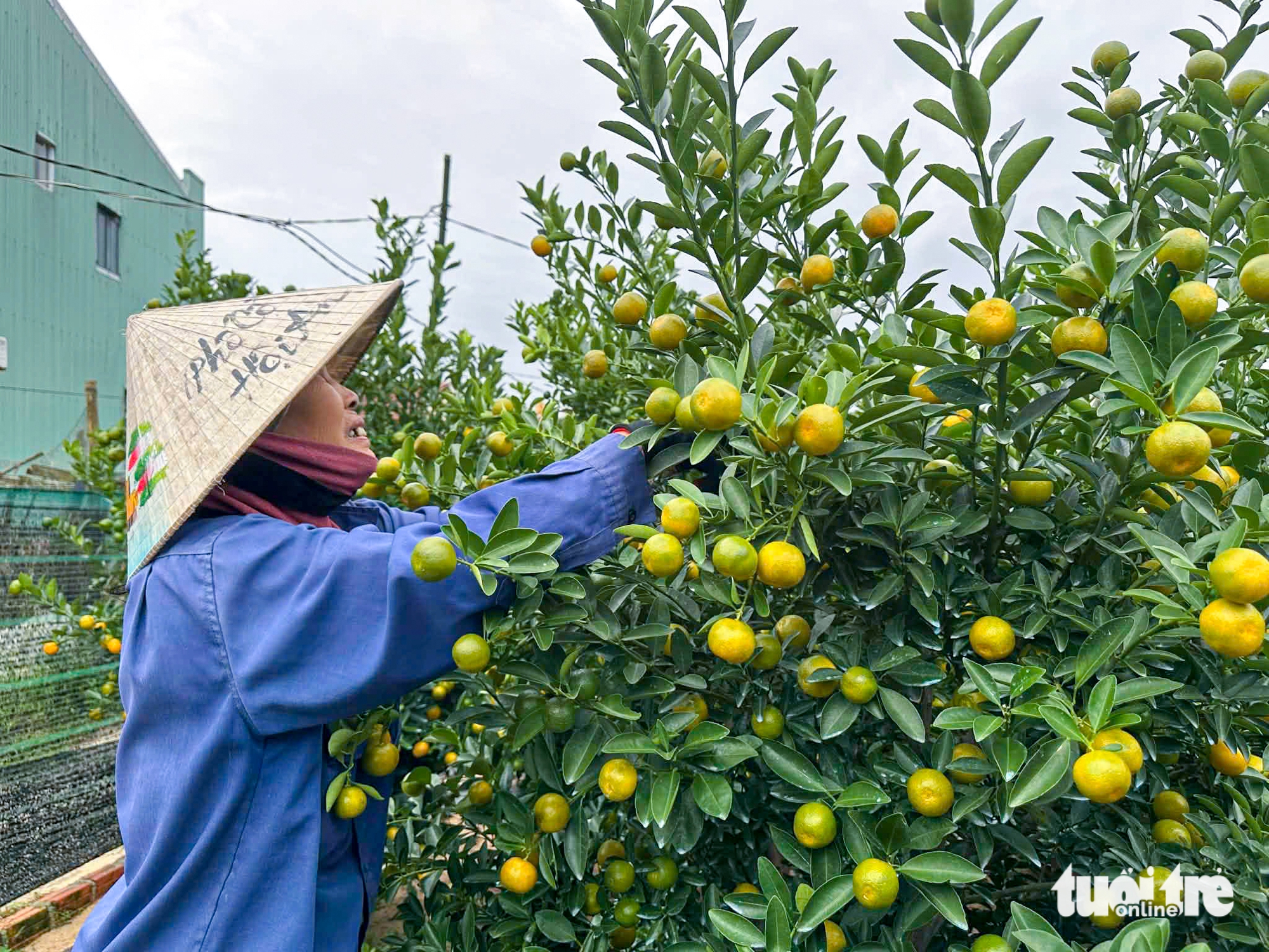 Thủ phủ quất cảnh miền Trung chật vật vụ Tết 1 quất cảnh - Ảnh 1.