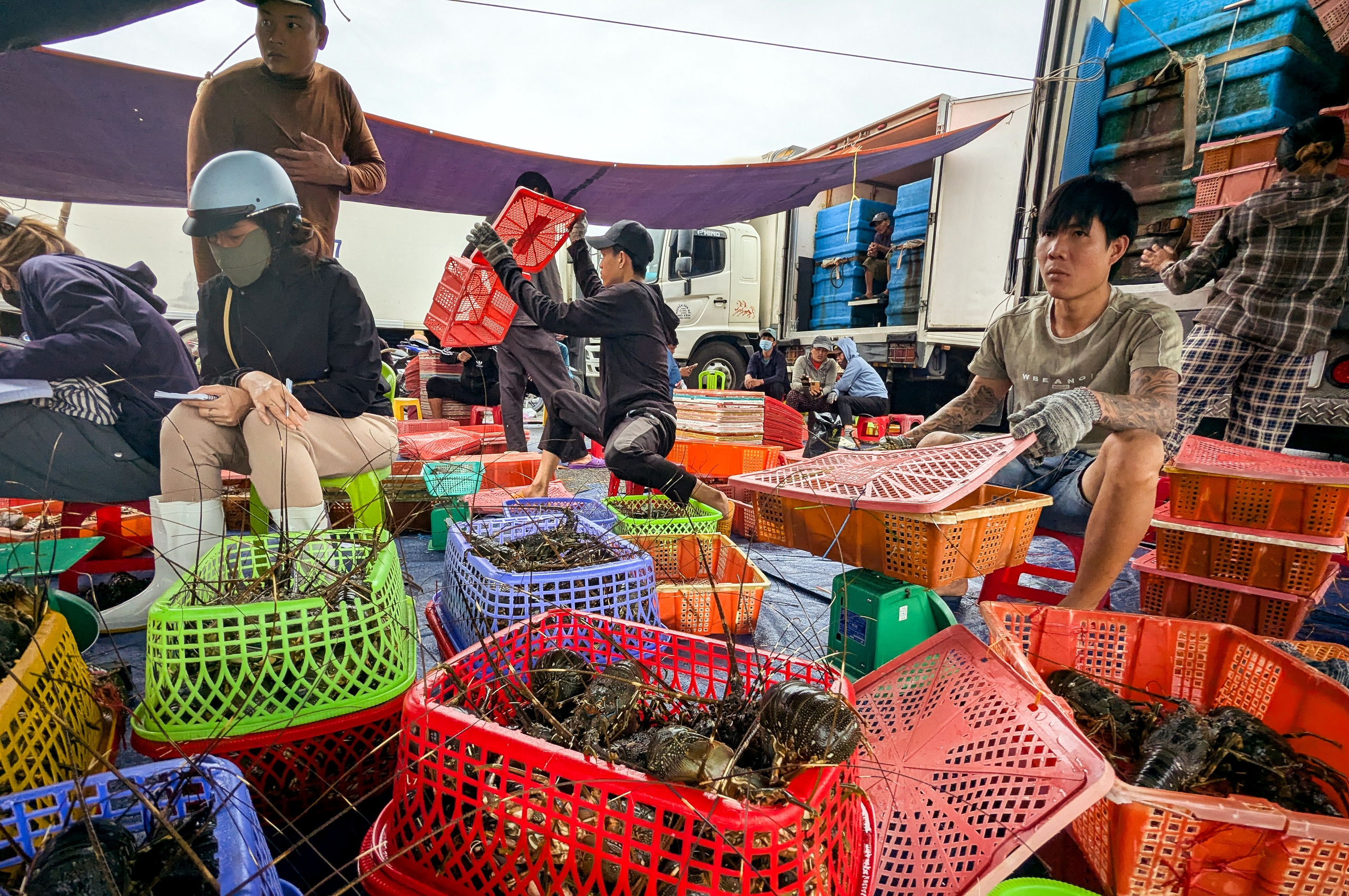 Tỉ phú tôm hùm quyết dựng lại cơ nghiệp - Ảnh 1. tôm hùm - Ảnh 1.