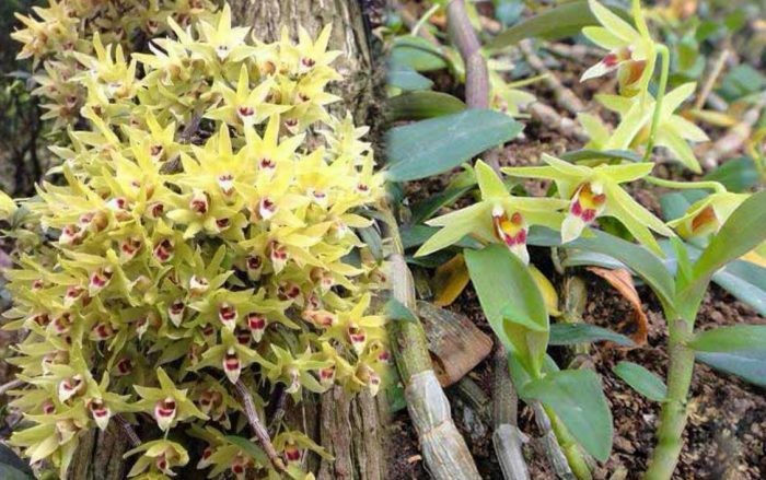 Về vùng núi sương mù tìm bánh 