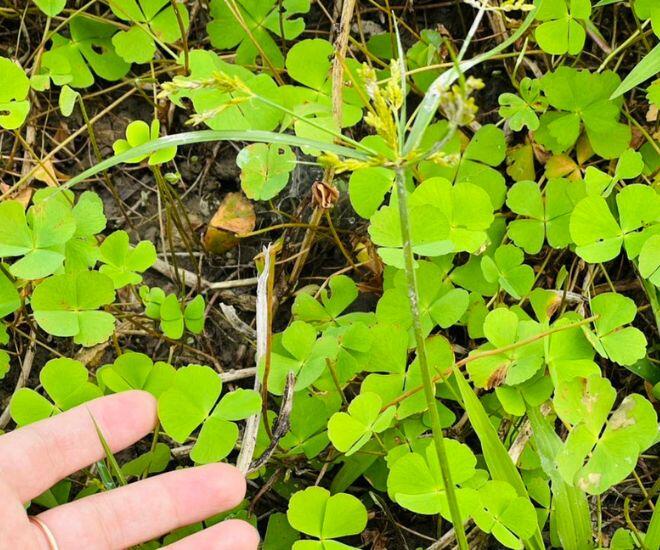 Thứ rau mọc bờ bụi phải nhổ bỏ như cỏ dại nay thành đặc sản chị em lùng mua, nấu canh cua thì ngon hơn amp;#34;sơn hào hải vịamp;#34; - 1