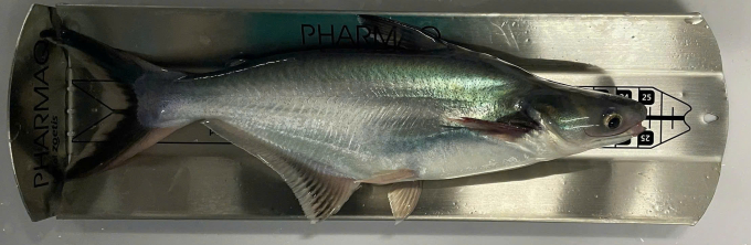 Cá tra giống. Ảnh: DeltaVax