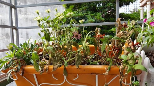 Sang năm 2026, tôi xin thề danh dự: Tiễn 5 thứ 