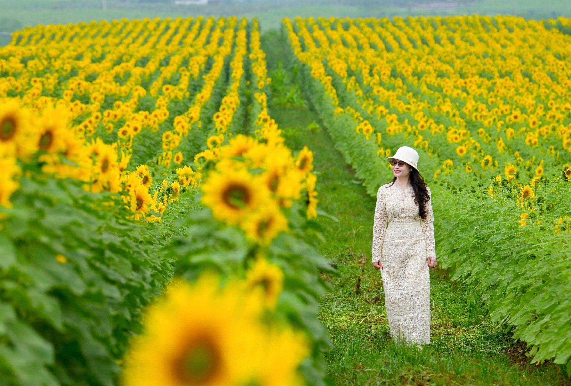 Cánh đồng hướng dương tại miền Tây Nghệ An: Toạ độ check-in bùng nổ cho hội chị em những ngày cuối năm- Ảnh 1. Cánh đồng hướng dương tại miền Tây Nghệ An: Toạ độ check-in bùng nổ cho hội chị em những ngày cuối năm- Ảnh 1.