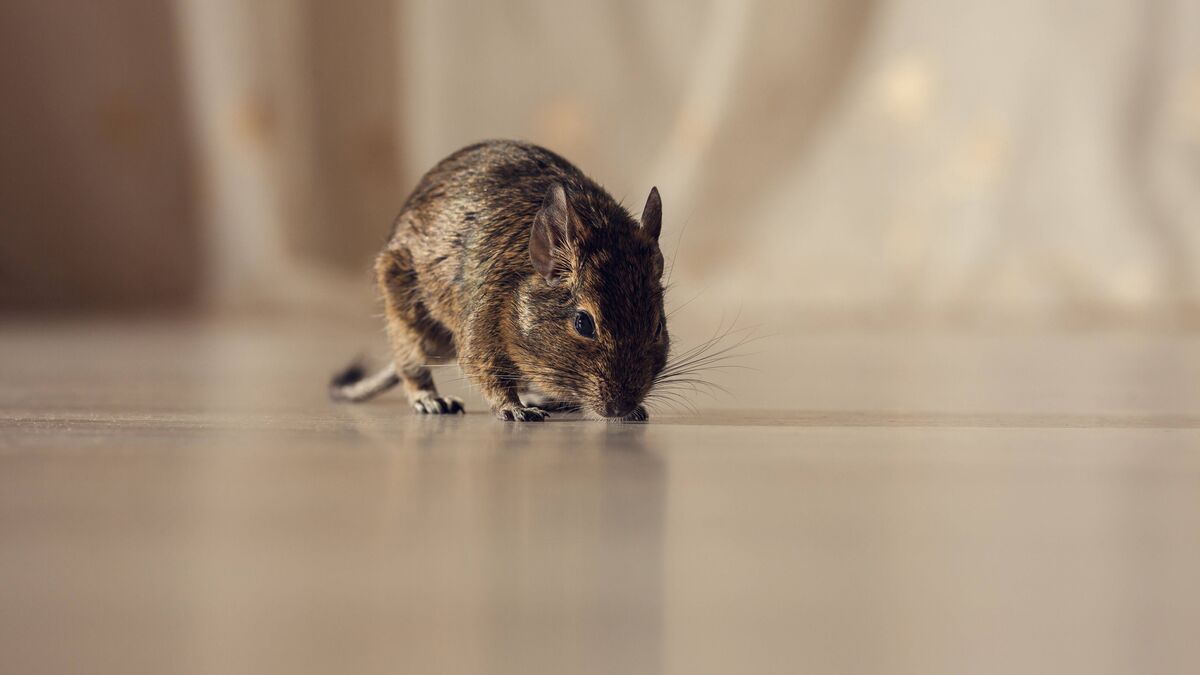 Chuột cực kỳ sợ 4 loại mùi này: Toàn những loại quen thuộc tới bất ngờ- Ảnh 1.