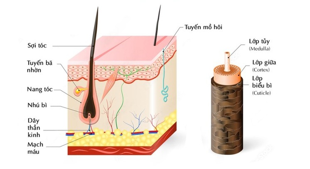 Tóc bạc có thể là dấu hiệu cho thấy cơ thể đang tự bảo vệ khỏi ung thư - 1