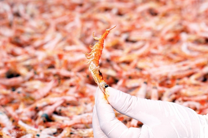 Những con tôm khô móng chim được kiểm tra chất lượng ngay từ giàn phơi. Ảnh: Chúc Ly