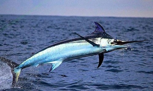 Top 4 hải sản chứa nhiều thủy ngân bậc nhất- Ảnh 1.