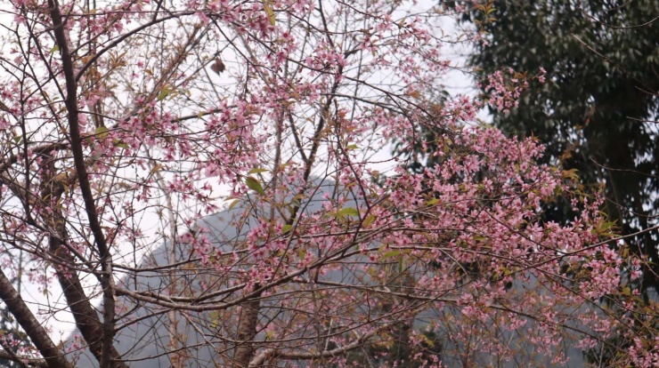 Hoa anh đào đang trở thành trào lưu thu hút giới trẻ đến với Tuyên Quang khi bước vào mùa nở rộ. Thời điểm hoa bắt đầu khoe sắc từ cuối tháng 12 và kéo dài đến khoảng tháng 3 năm sau, tạo nên khung cảnh lãng mạn, hấp dẫn du khách. (Ảnh: Nguyễn Quân)