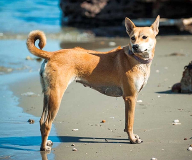 Tứ đại quốc khuyển Việt Nam nổi tiếng thông minh, có con góp sức trong cuộc khởi nghĩa Lam Sơn của vua Lê Lợi 1 Chó Phú Quốc thuần chủng hiện có mức giá khoảng 6 triệu đồng, mẫu mã đẹp có thể lên tới 15 triệu đồng hoặc hơn.