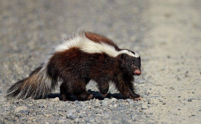 Ảnh minh họa: Skedaddle