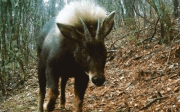 Tuyệt tích sau 500.000 năm, loài vật quý hiếm bậc nhất hành tinh bất ngờ tái xuất 1 loài vật quý hiếm bậc nhất hành tinh, sói đầu lừa