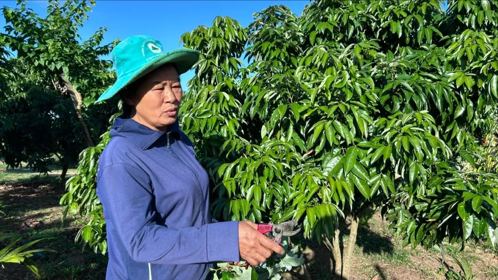 Bà Đỗ Thị Lan. Ảnh: V.T thi hành án.jpg