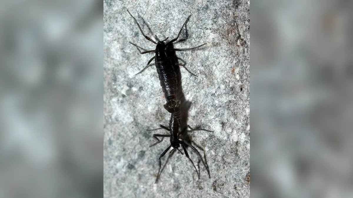 Vi nhựa đã tới Nam Cực, xâm nhập loài côn trùng duy nhất của lục địa băng giá - Ảnh 1.