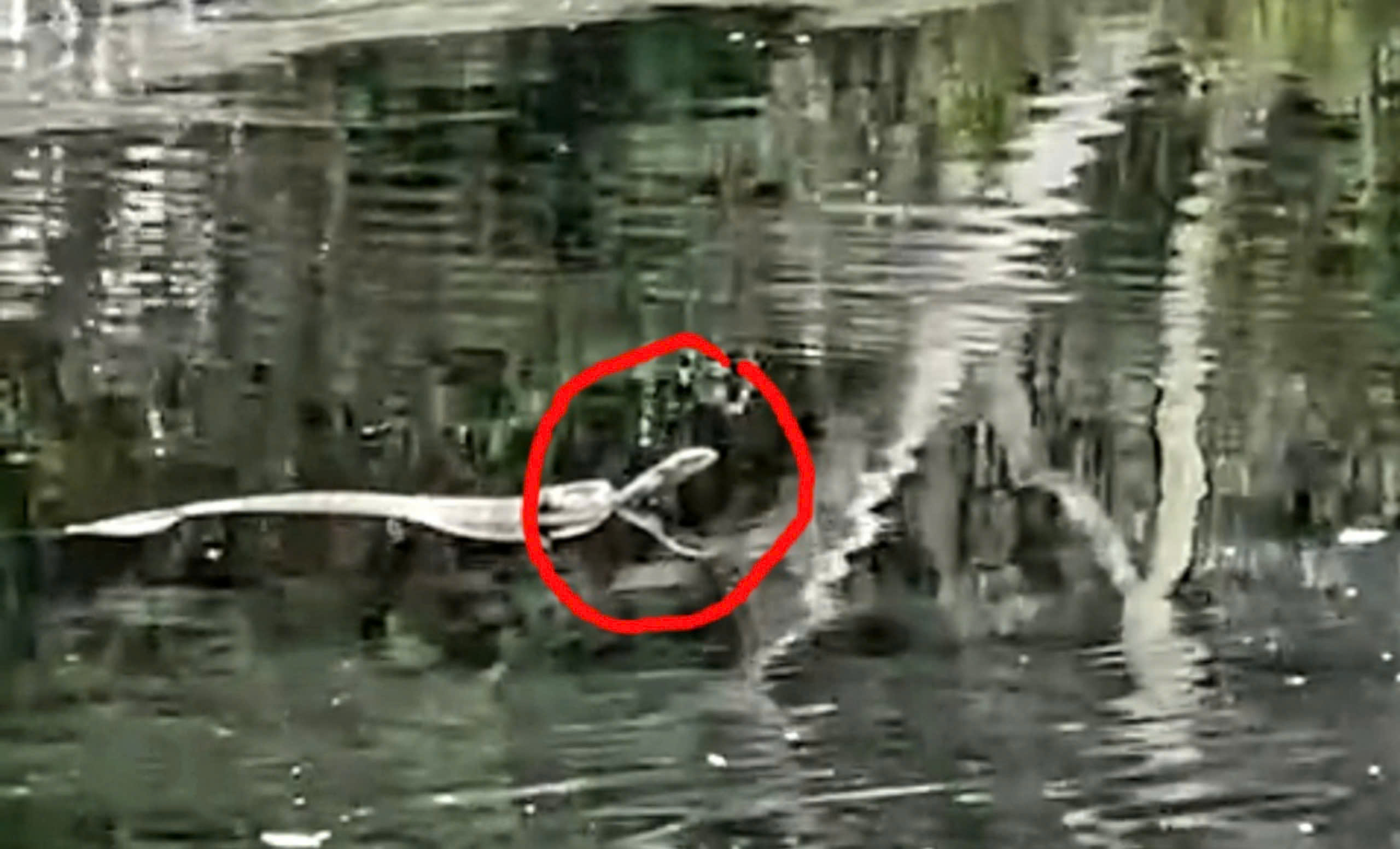 Vì sao rắn hổ mang chúa xuất hiện ở Vườn quốc gia U Minh Thượng nặng khoảng 7kg, dài chỉ hơn 1,5m? - Ảnh 1.