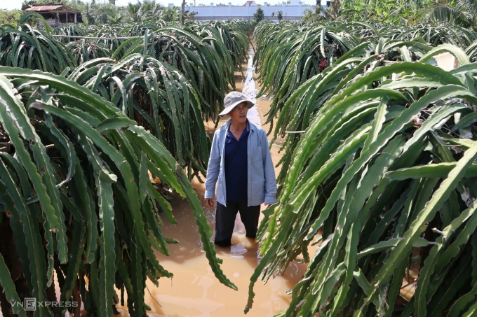 Ông Nguyễn Văn Sỹ bên vườn thanh long vẫn còn ngập nước, dù lũ đã rút sau hai ngày. Ảnh: Việt Quốc