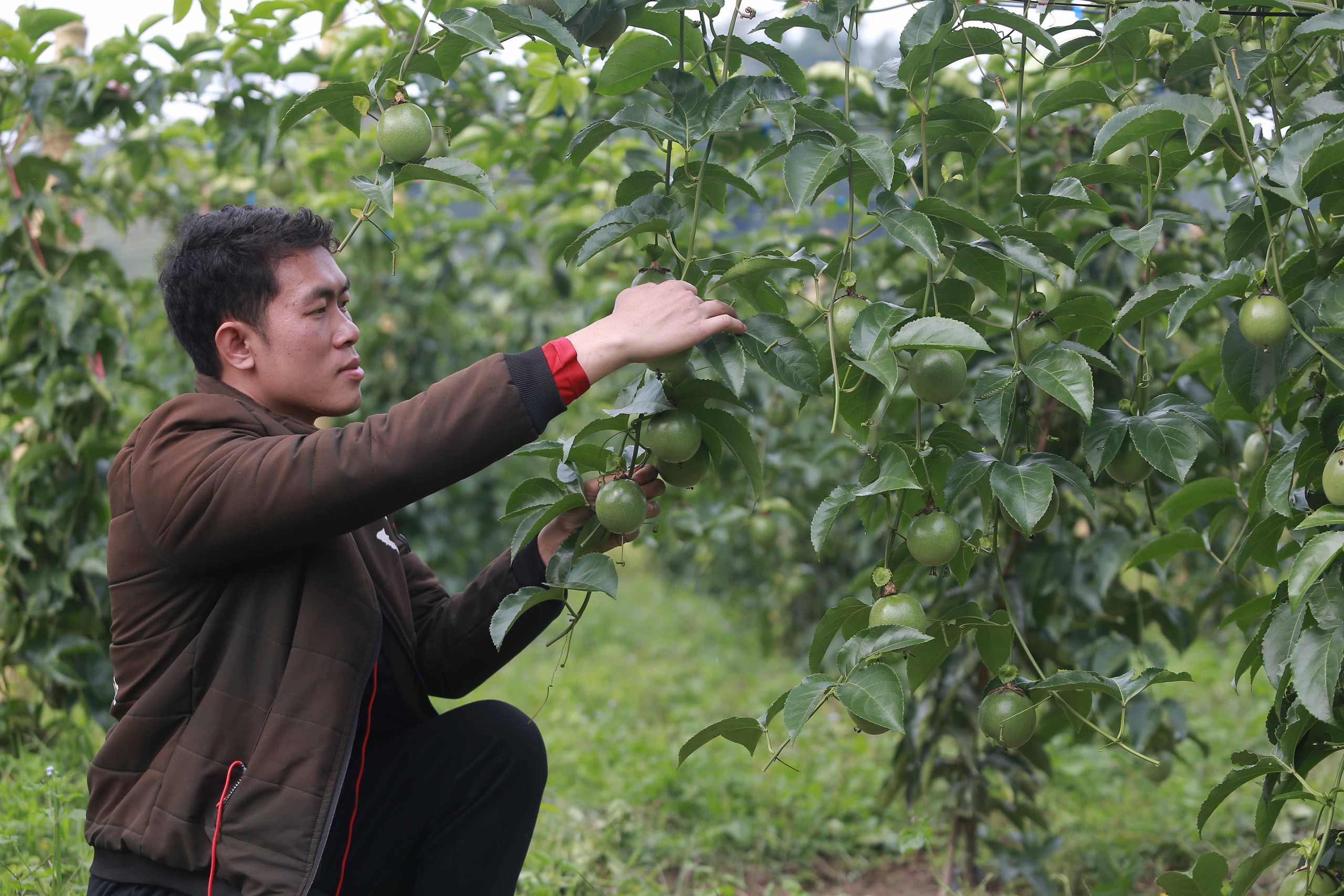 Vị thế nông nghiệp Việt Nam trong bối cảnh hội nhập 2 nông nghiệp - Ảnh 2.