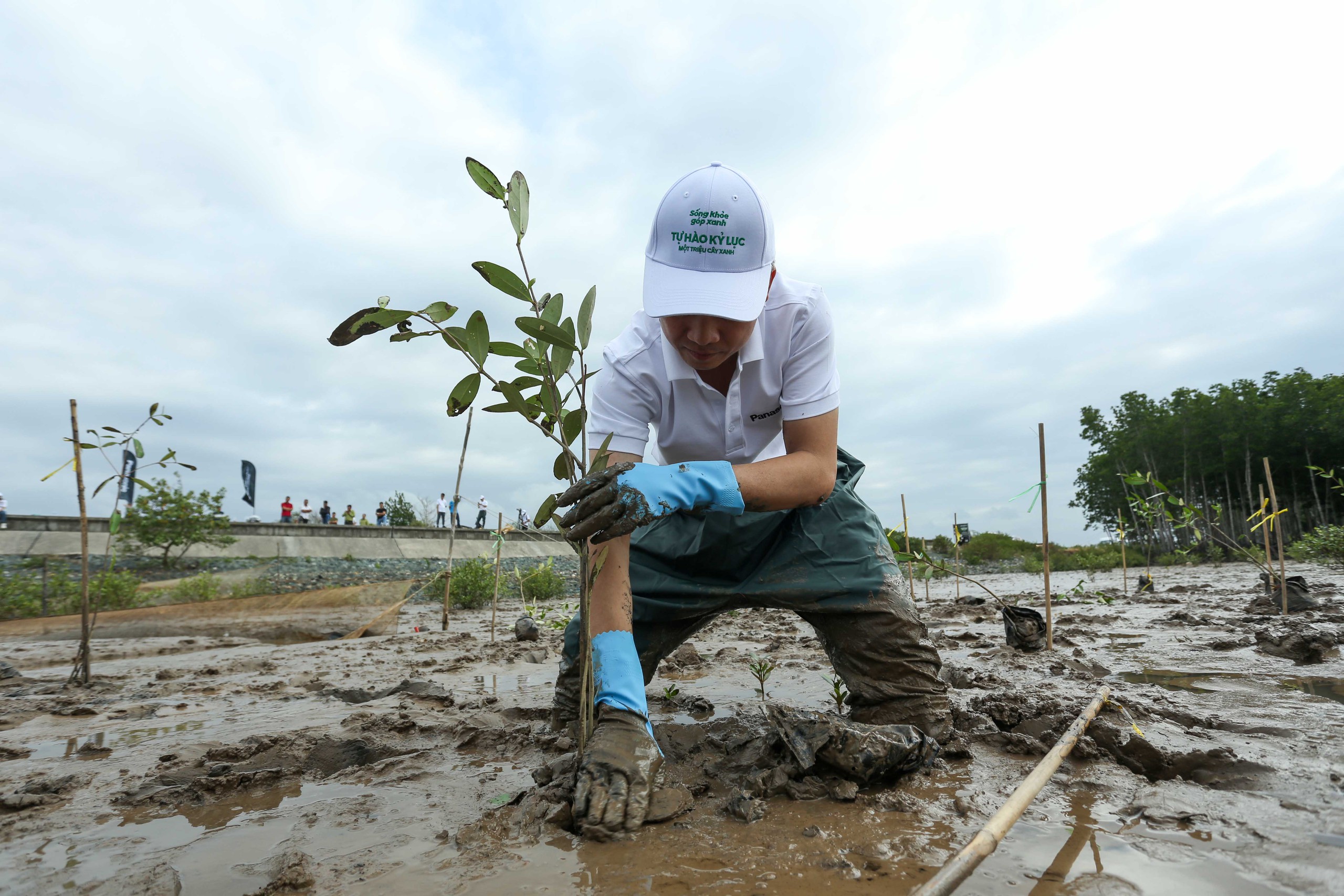 cây xanh - Ảnh 1.