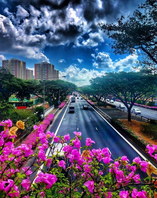 Loại cây được Singapore đánh giá là 