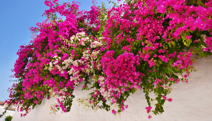 Loại cây được Singapore đánh giá là 