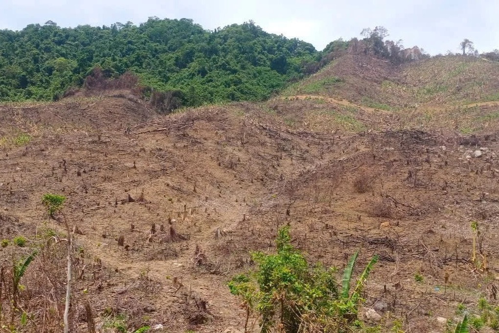 Vụ gần 98ha rừng bị xâm hại: Phát hiện sớm nhưng chậm xử lý? - 1