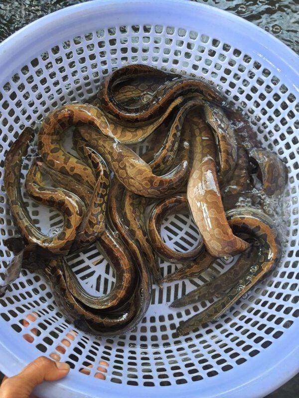 Loại cá được ví như 