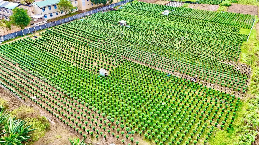 Một vùng trồng hoa cúc Tết tại xã Vệ Giang, tỉnh Quảng Ngãi. IMG_1764659198822_1764659484599.jpg