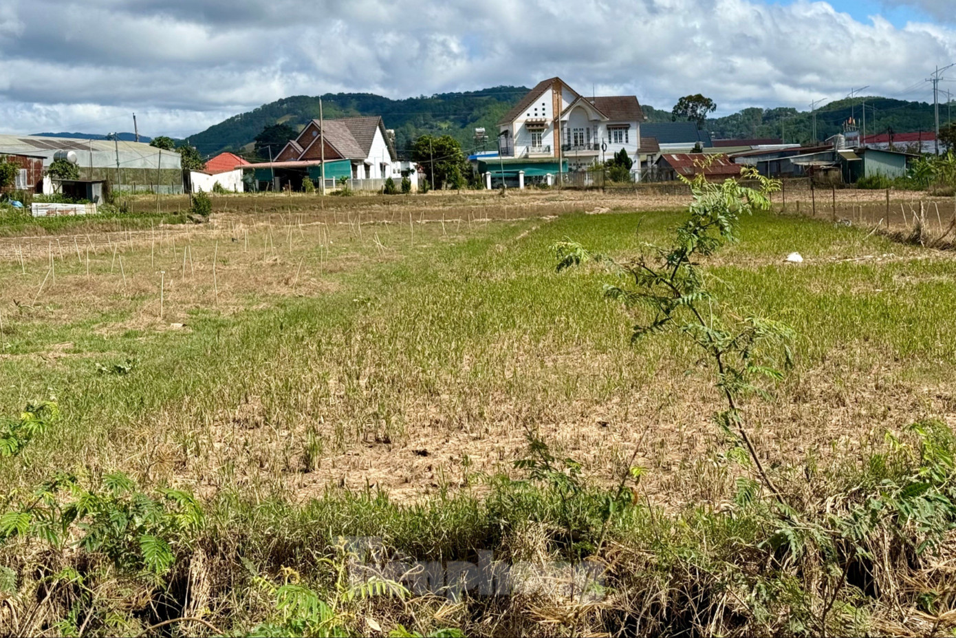 'Thủ phủ' hoa lay ơn lớn nhất cả nước sau lũ: Vun đất mà lòng nặng trĩu- Ảnh 1.