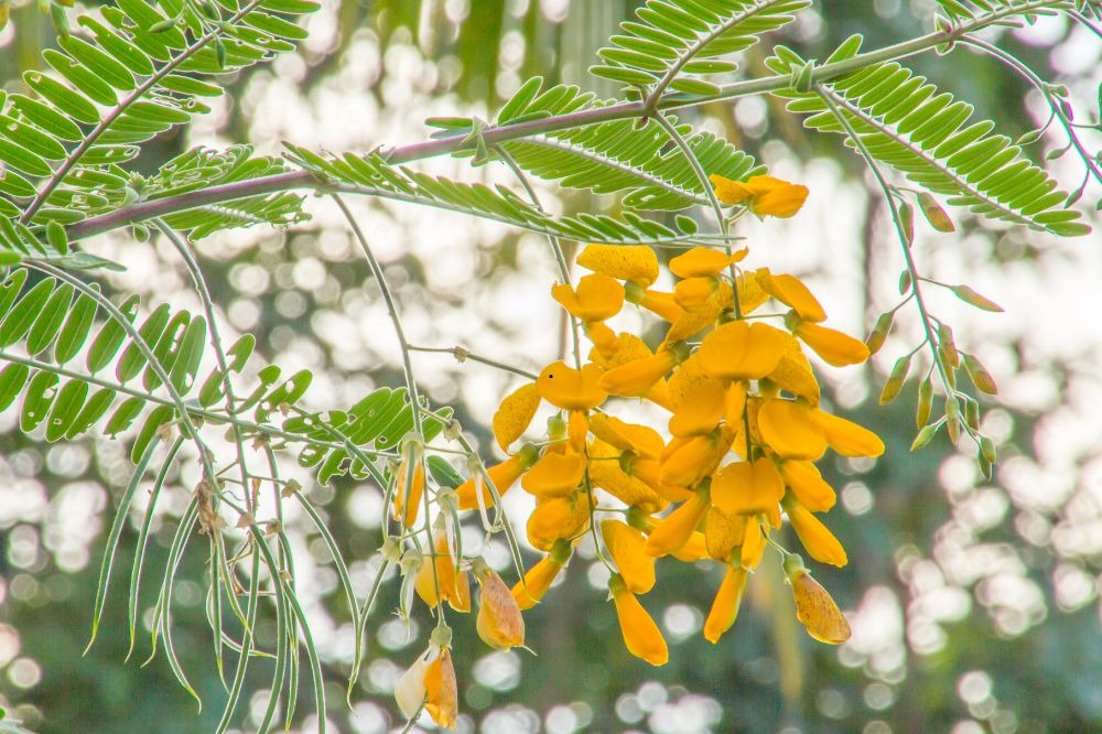 Đặc sản miền Tây: Xưa mọc dại bờ ao, nay thành 