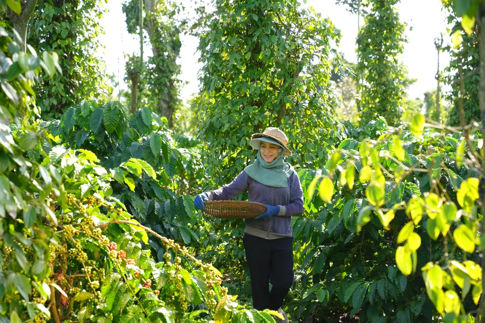 Dự kiến cả năm 2025, xuất khẩu cà phê sẽ vượt mốc 8 tỉ USD. Ảnh: TRÀ MY XUẤT KHẨU CÀ PHÊ