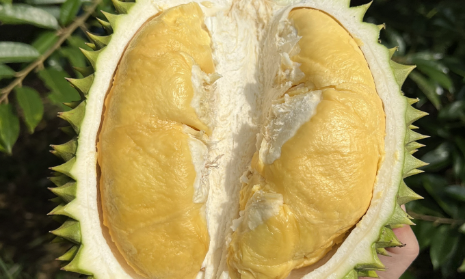 Sầu riêng tại nhà vườn ở Cần Thơ. Ảnh: Mạnh Khương