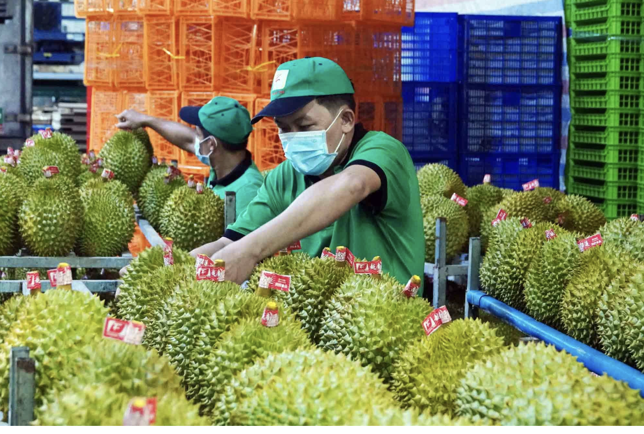  Xuất khẩu sầu riêng lập kỷ lục 4 tỉ USD, chiếm 'ngôi vương' ngành rau quả - Ảnh 2.
