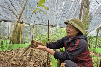 Sâm Ngọc Linh trên đỉnh Pù Rinh, sinh kế mới cho người giữ rừng Thanh Hóa