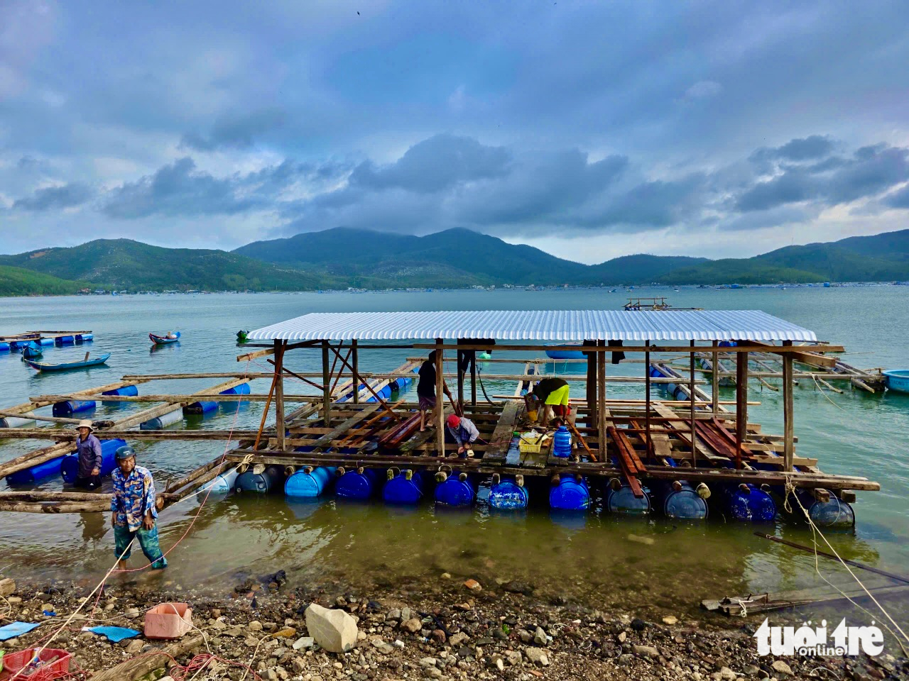 tôm hùm - Ảnh 1.